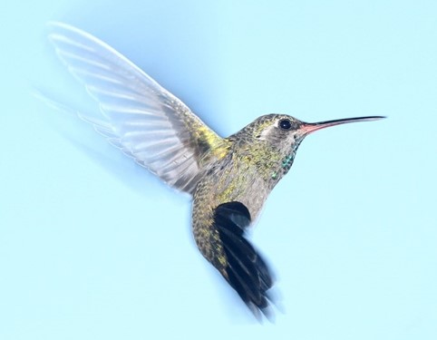 世界一小さな鳥 ハミングバードを見ました 蜂鳥は英語でhammingbird J1トラベラー