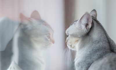 けうけげんって誰 ケータイ大喜利王者でお笑いオタク 架空の芸人創作とは 大学 年齢 経歴wikiプロフィールやインスタ写真は アウト デラックス J1トラベラー