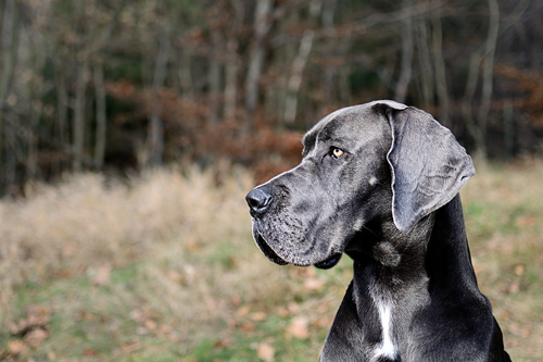 グレート デーン Great Dane の大きさや特徴は 別名ジャーマン マスティフのwiki情報や大きさ グレート デーンの魅力とは J1トラベラー